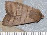 moth-image