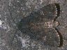 moth-image