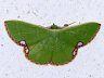 moth-image