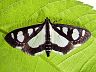 moth-image