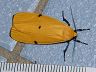 moth-image