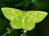moth-image