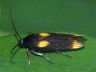 moth-image
