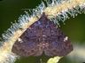 moth-image