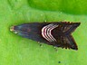 moth-image