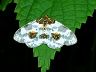moth-image