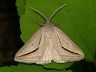 moth-image