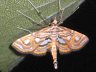 moth-image