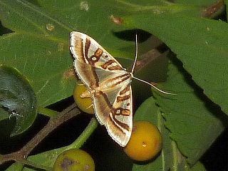 Glyphodes duplicalis