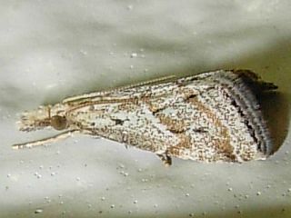 Microchilo inouei