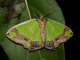 Agathia carissima carissima
