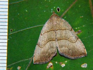 Leiostola mollis