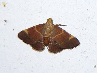Stemmatophora valida