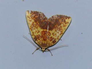 Siglophora ferreilutea
