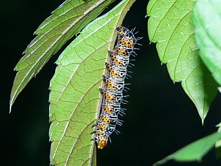 Sarbanissa subflava