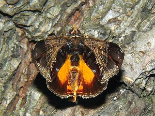 Sarbanissa subflava