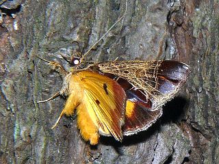 Sarbanissa subflava