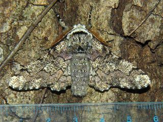 Biston robustus robustus