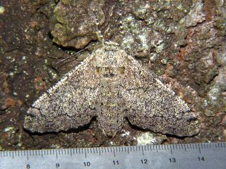 Biston robustus robustus