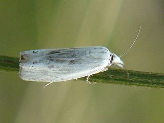 Eucosma metzneriana