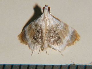 Trichophysetis rufoterminalis