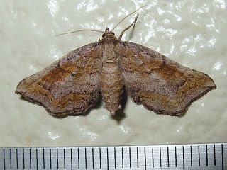 Zola terranea terranea