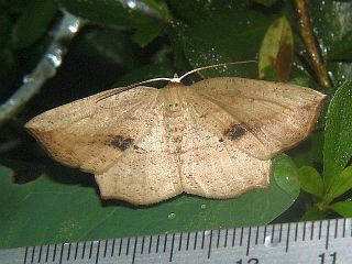 Xyloscia subspersata