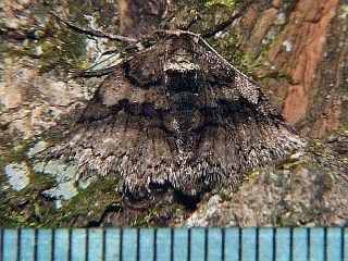Protalcis concinnata