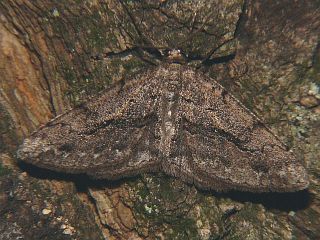 Protalcis concinnata
