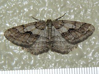 Protalcis concinnata