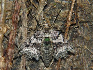 Protalcis concinnata