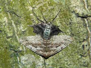 Protalcis concinnata