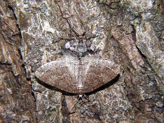Protalcis concinnata