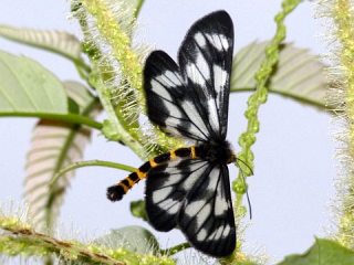 Cystidia stratonice stratonice