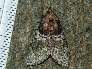 Locastra muscosalis