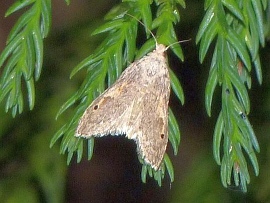 Paralipsa gularis