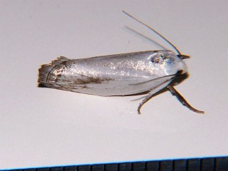 Metathrinca tsugensis