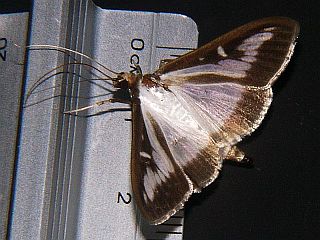 Glyphodes perspectalis