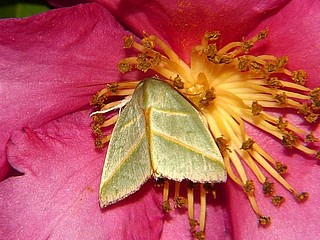 Hylophilodes tsukusensis