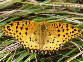 Argyreus hyperbius