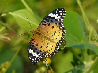Argyreus hyperbius