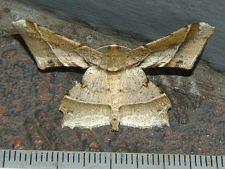 Krananda latimarginaria