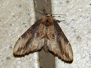 Hexafrenum leucodera