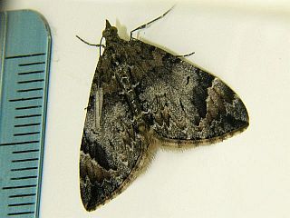 Dysstroma citratum nyiwonis