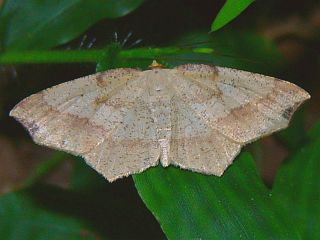 Pareclipsis gracilis