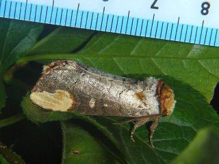 Phalera assimilis