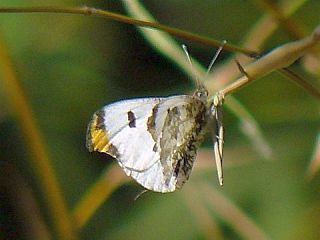 Anthocharis scolymus