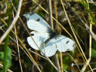 Anthocharis scolymus