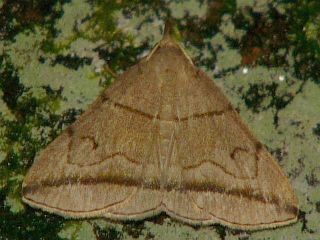 Zanclognatha griselda