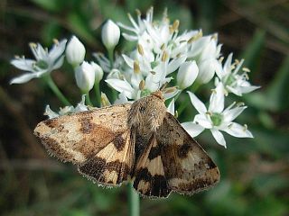 Heliothis maritima adaucta